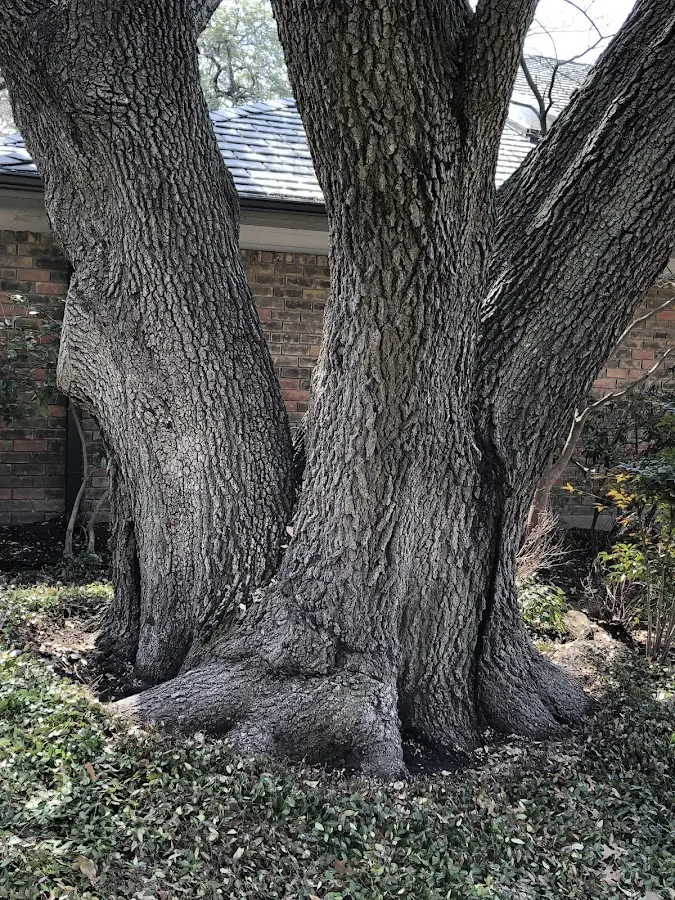 Mature heritage tree close to a Martin property cared for by certified arborists